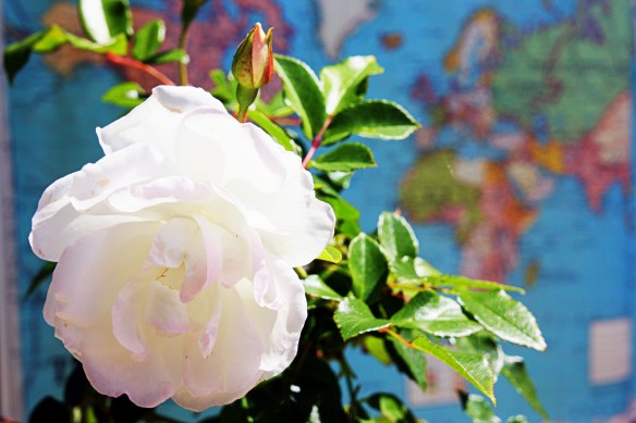 spring in my garden: iceberg roses blooming