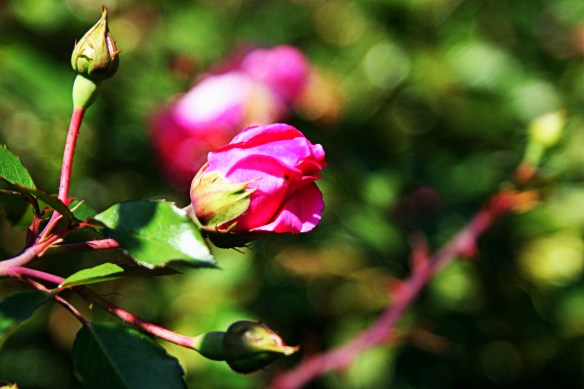 it's all about the growth