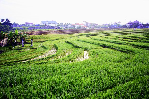 Canggu rice paddies, Bali, by @debsnet