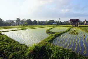 rice paddies, Umalas, by @debsnet