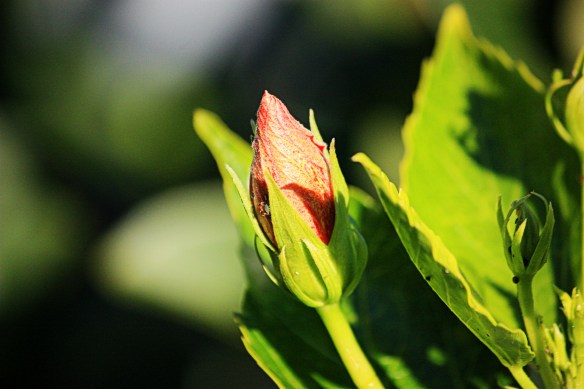 keeping our focus on growth ~ growing people, not fixing people