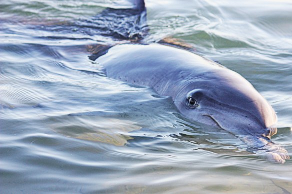 Monkey Mia dolphin, by @debsnet