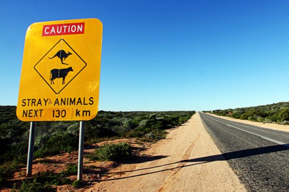 Straya animals, by @debsnet