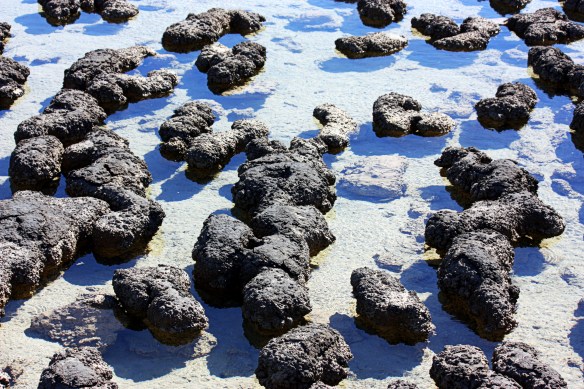 Hamelin Pool Stromatolites, by @debsnet