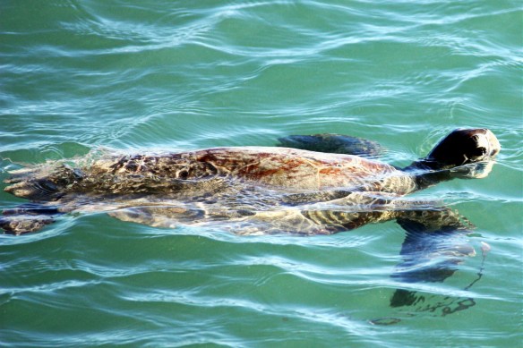 green turtle, Shark Bay, by @debsnet