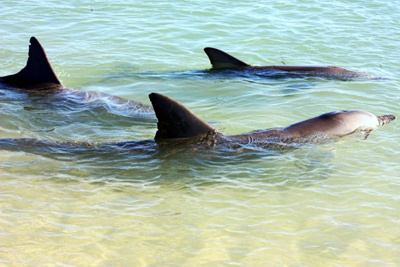 Monkey Mia, by @debsnet