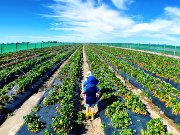strawberry fields forever
