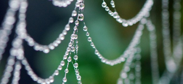 Source: http://www.asknature.org/strategy/eb35ed12a8390522af70c7d5278763a0