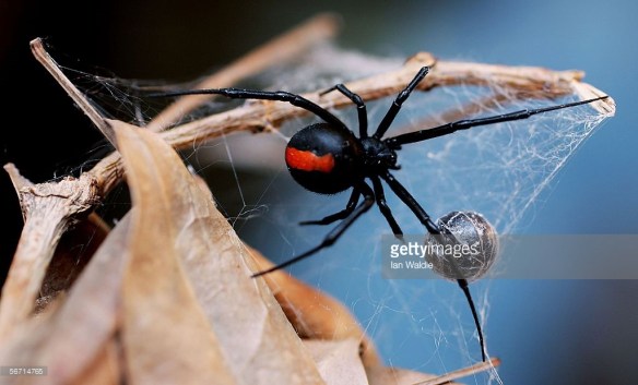 Redback spider. Source: Ian Waldie, Getty Images http://www.gettyimages.com.au/detail/news-photo/redback-spider-is-pictured-at-the-australian-reptile-park-news-photo/56714765