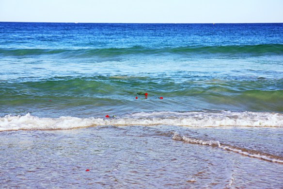 roses in the ocean, in motion carried by the waves
