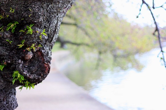 cherry tree trunk, Tidal Basin, DC