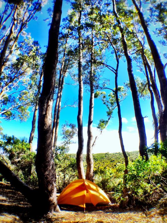 my home for the week