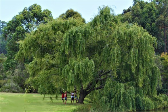 willow tree, Denmark, Western Australia